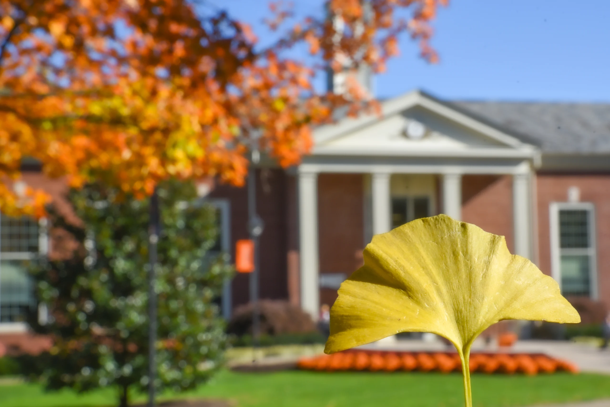 A yellow leaf in focus with a blurred background of a red brick building, white columns, and autumn foliage.