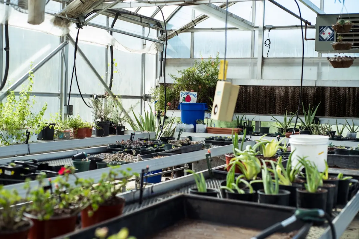 A greenhouse interior with various plants in pots and containers. Sunlight filters through the glass roof and walls, illuminating the greenery. In the background, gardening tools and equipment are visible.