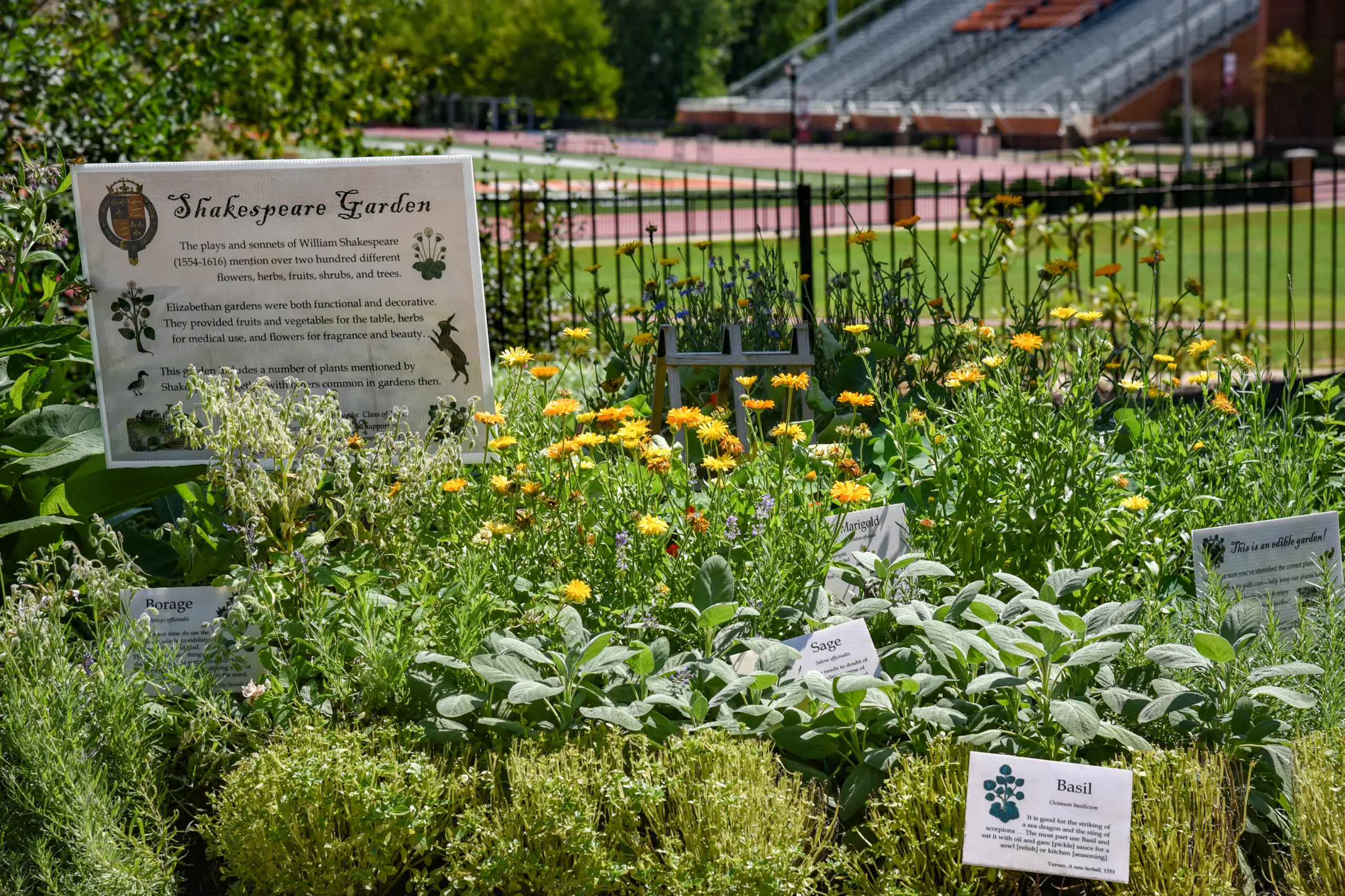 A vibrant garden labeled "Shakespeare Garden" showcases a variety of herbs and flowers, including sage, marigolds, and basil. Informational signs highlight their roles in sustainability management. A stadium and trees provide a scenic backdrop.