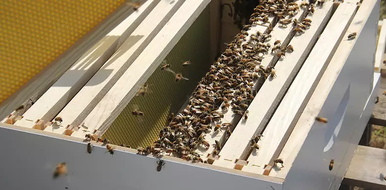 Image for news story: Susquehanna renews certification as a protector of pollinators