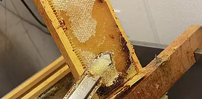 Image for news story: Show Us the Honey!