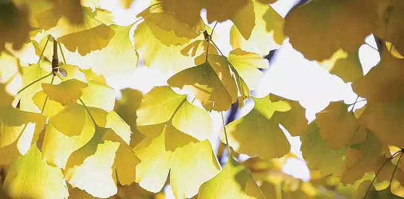 Image for news story: Events Set to Celebrate Earth Month