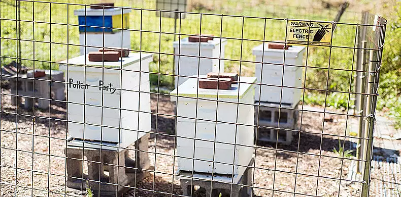 Image for news story: Bees Buzz Back after Honey Heist