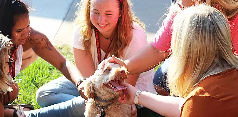 Image for news story: Making New Furry Friends at Dog Days
