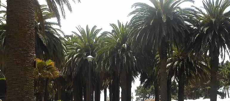 A row of tall, lush palm trees with dense green fronds under a clear sky. Trees are evenly spaced, casting shadows on the ground. The scene is vibrant and tropical, evoking a sense of warmth and tranquility.