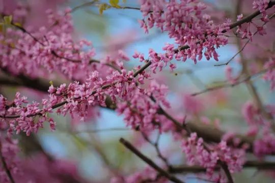Close-up of vibrant pink blossoms on tree branches against a blurred blue sky. The flowers are clustered densely, creating a lush and colorful scene that evokes the essence of springtime.