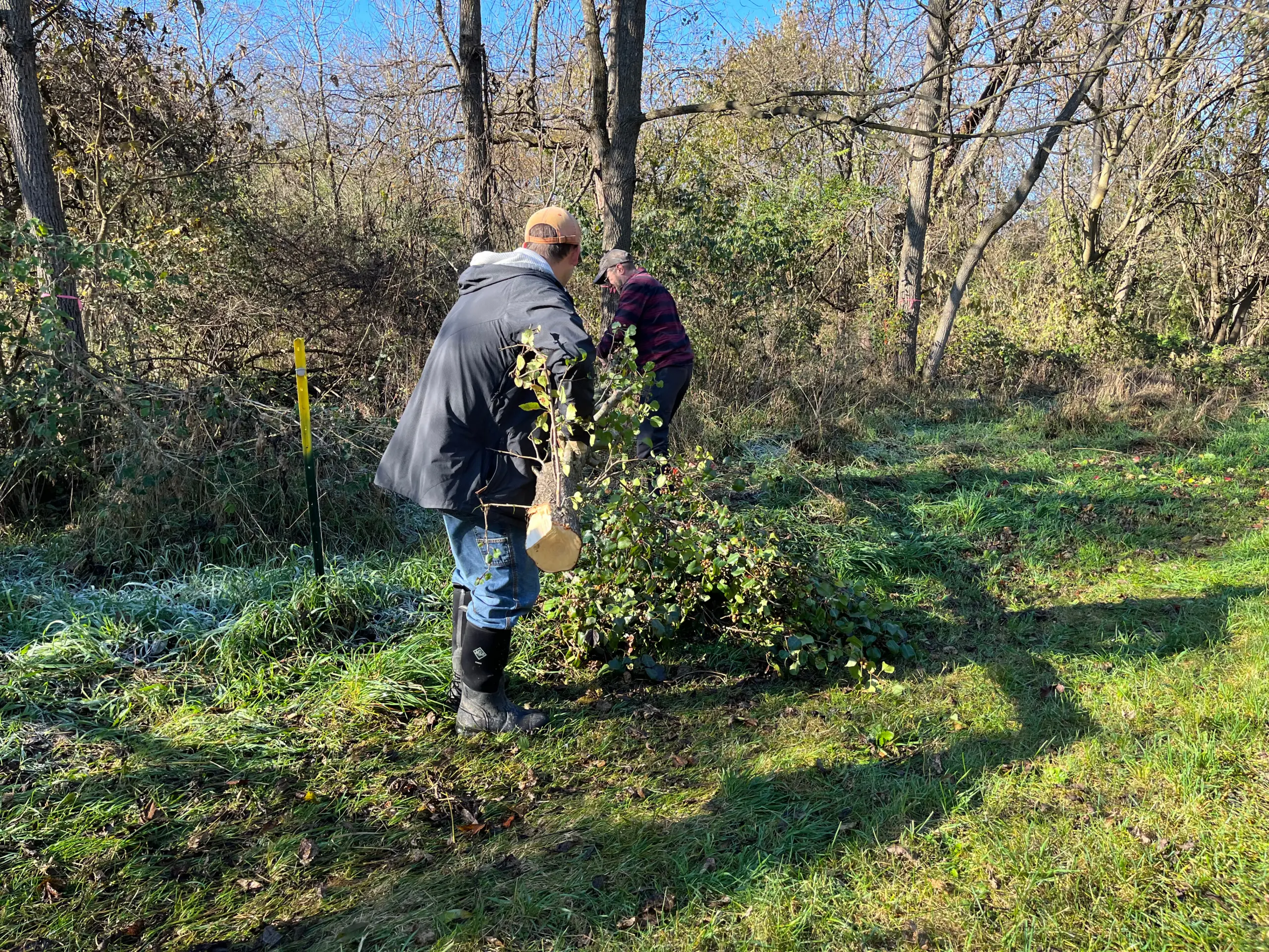 Two people work outdoors, one wearing a cap and boots, planting a small tree in a grassy area surrounded by tall trees. The ground is partly frosted, and the sky is clear.
