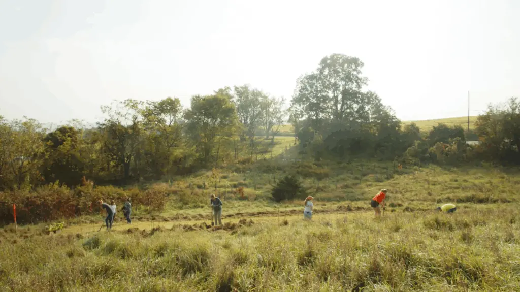 People are planting trees across a grassy field under a bright sky. The area is surrounded by lush greenery and tall trees, suggesting a landscape restoration effort.
