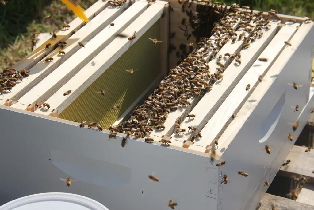 A wooden beehive box with multiple frames is shown, filled with a large number of bees. The bees are actively moving across the frames, with some flying in and out. Sunlight illuminates the scene, highlighting the natural activity of the bees and the sustainability opportunities available at Susquehanna