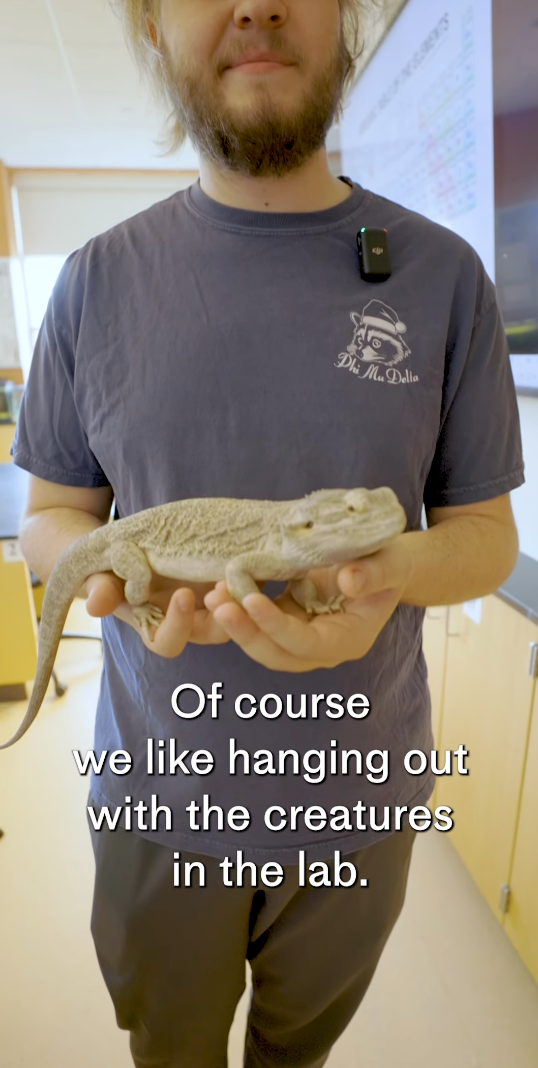 A person with a beard, from the School of Natural & Social Sciences, holds a bearded dragon lizard in their hands. They're in a lab, standing before a screen and desk, wearing a dark t-shirt and headset. Text reads, "Of course we like hanging out with the creatures in the lab.